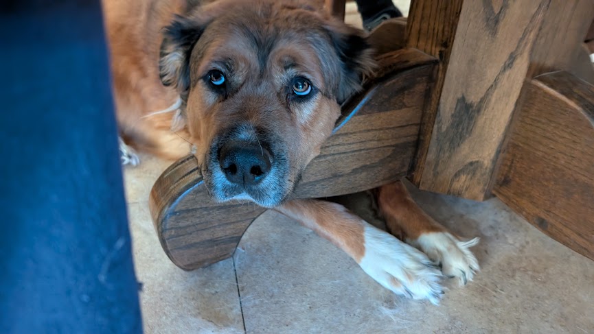 a dog rests his large head on the leg of a table, longingly gazing up at the person eating